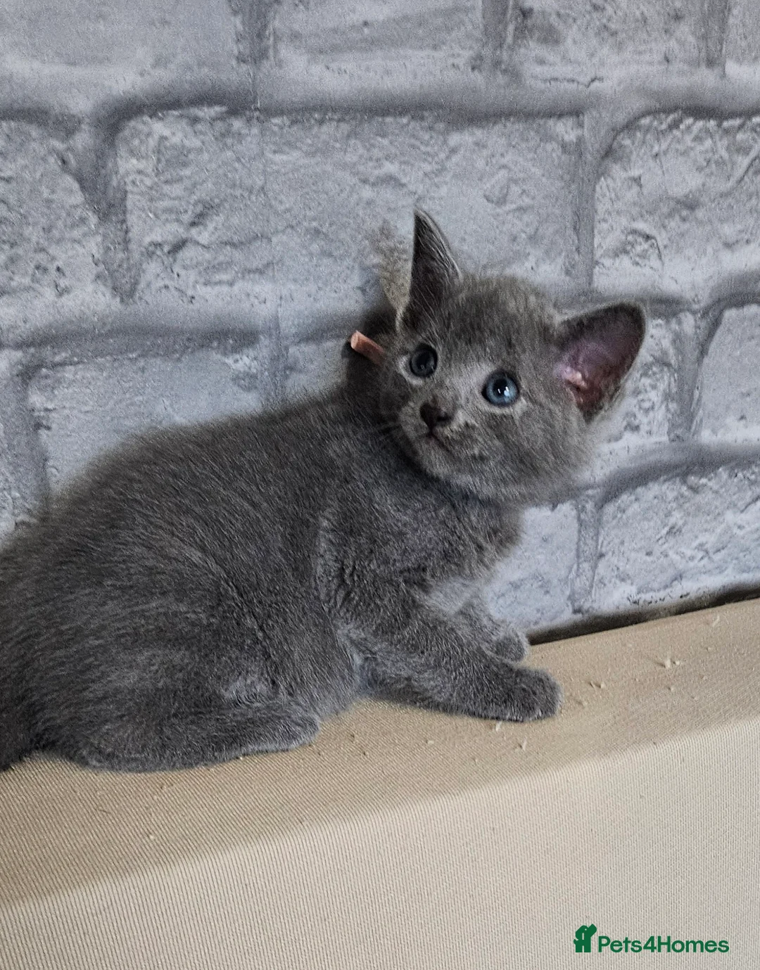 Russian Blue cats for sale: Russian blue  - Advert 8