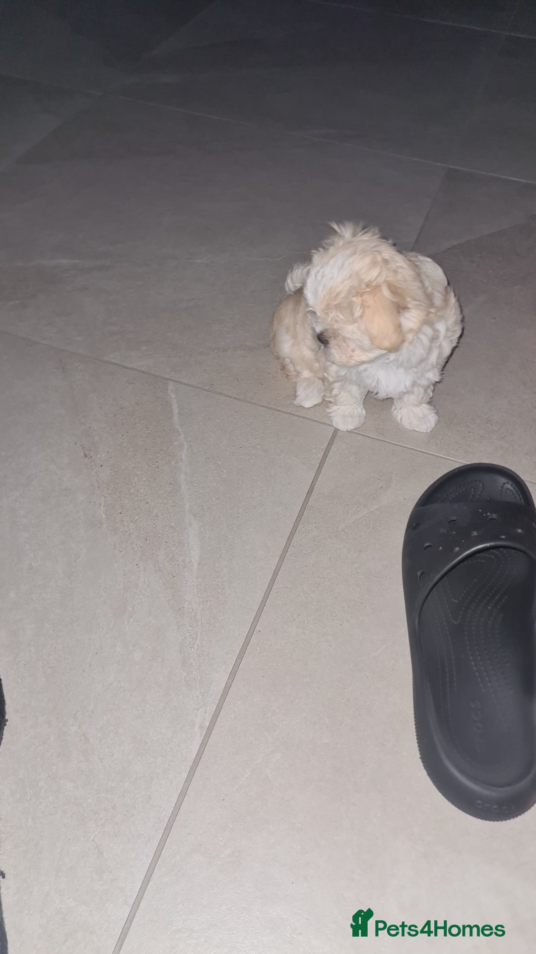 Mixed Breed dogs for sale: Havamalt pups - Image 4