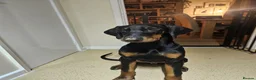 Dobermann dogs for sale: 7 month old Doberman for sale  - Advert 7