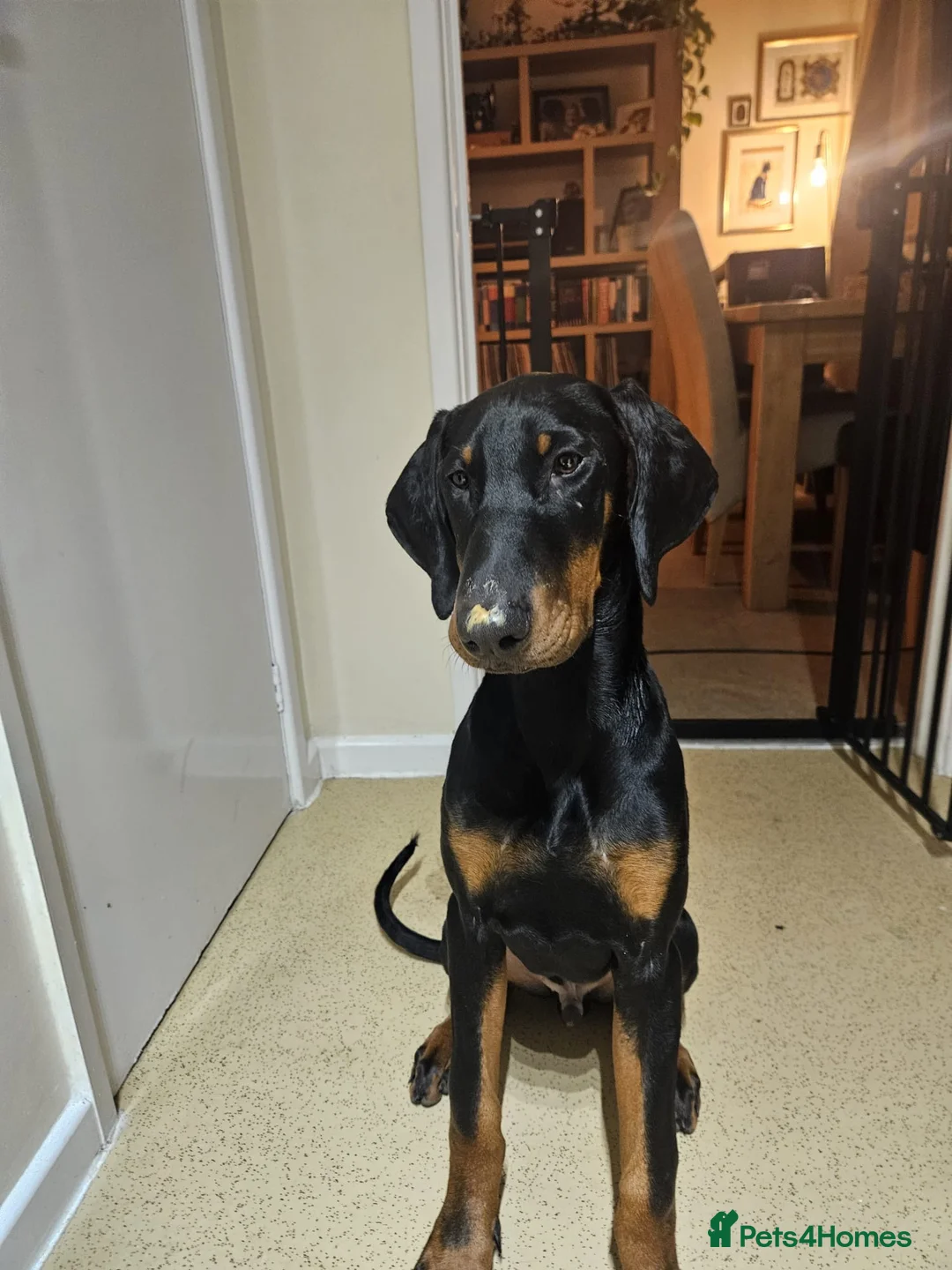 Dobermann dogs for sale: 7 month old Doberman for sale  - Advert 7