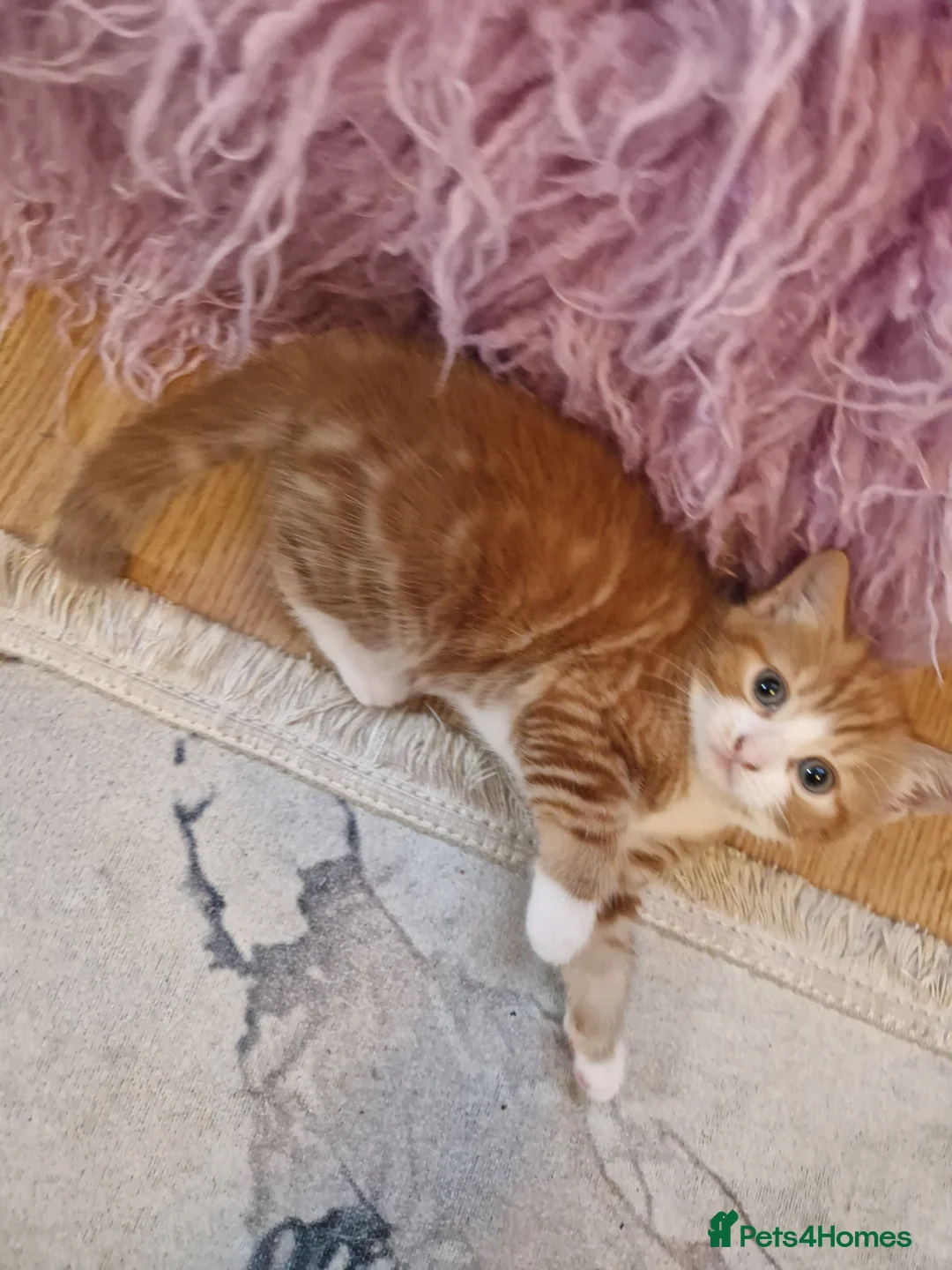 European cats for sale: Female ginger kitten - Advert 1