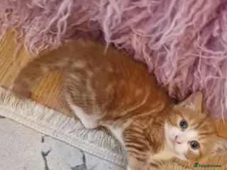 European cats Female ginger kitten - Advert 1
