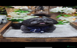 Shih Tzu dogs for sale: Shih Tzu Puppies  - Image 2