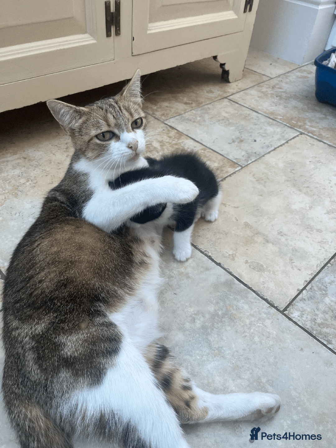 Mixed Breed cats for sale: British Shorthair Cross kittens  - Image 10