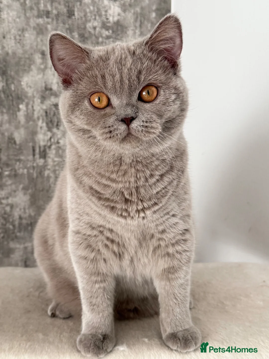 British Shorthair cats for sale: Lilac British shorthair female  - Advert 4