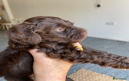 Schnoodle dogs for sale: F1 mega coated mini cross Schnoodles - Image 13