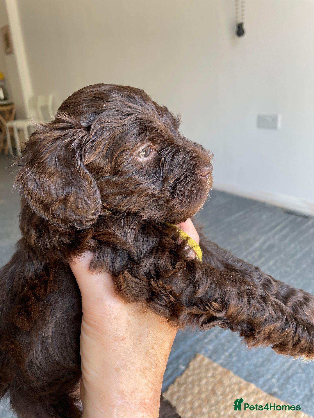 Schnoodle dogs for sale: F1 mega coated mini cross Schnoodles - Image 13