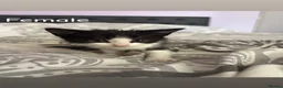 Mixed Breed cats for sale: Available Now Mixed Breed Tuxedo Kittens - Advert 5