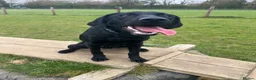 Labrador Retriever dogs for sale: Lab puppy for sale  - Advert 8