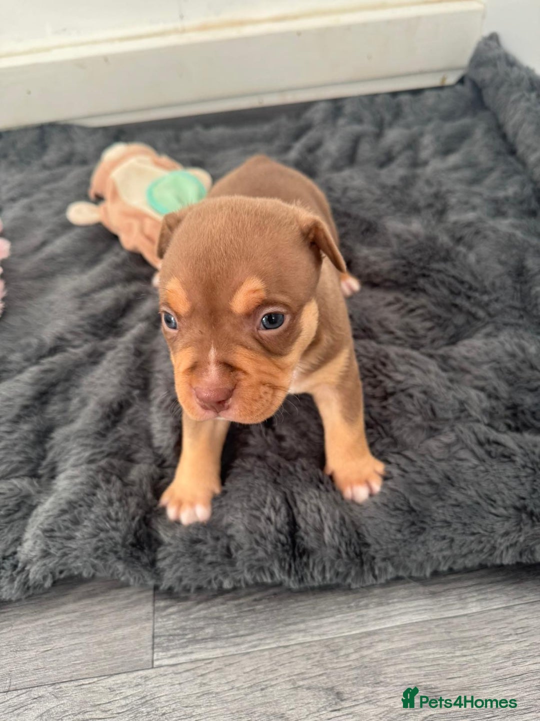 American Bully dogs for sale: Pocket bullys - Advert 11