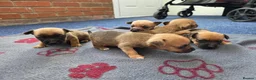 Jack Russell dogs for sale: Beautiful Puppies Jack Russell  - Advert 4
