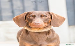 Dachshund dogs for stud: Isabella and tan miniature dapple  in Leeds - Image 13