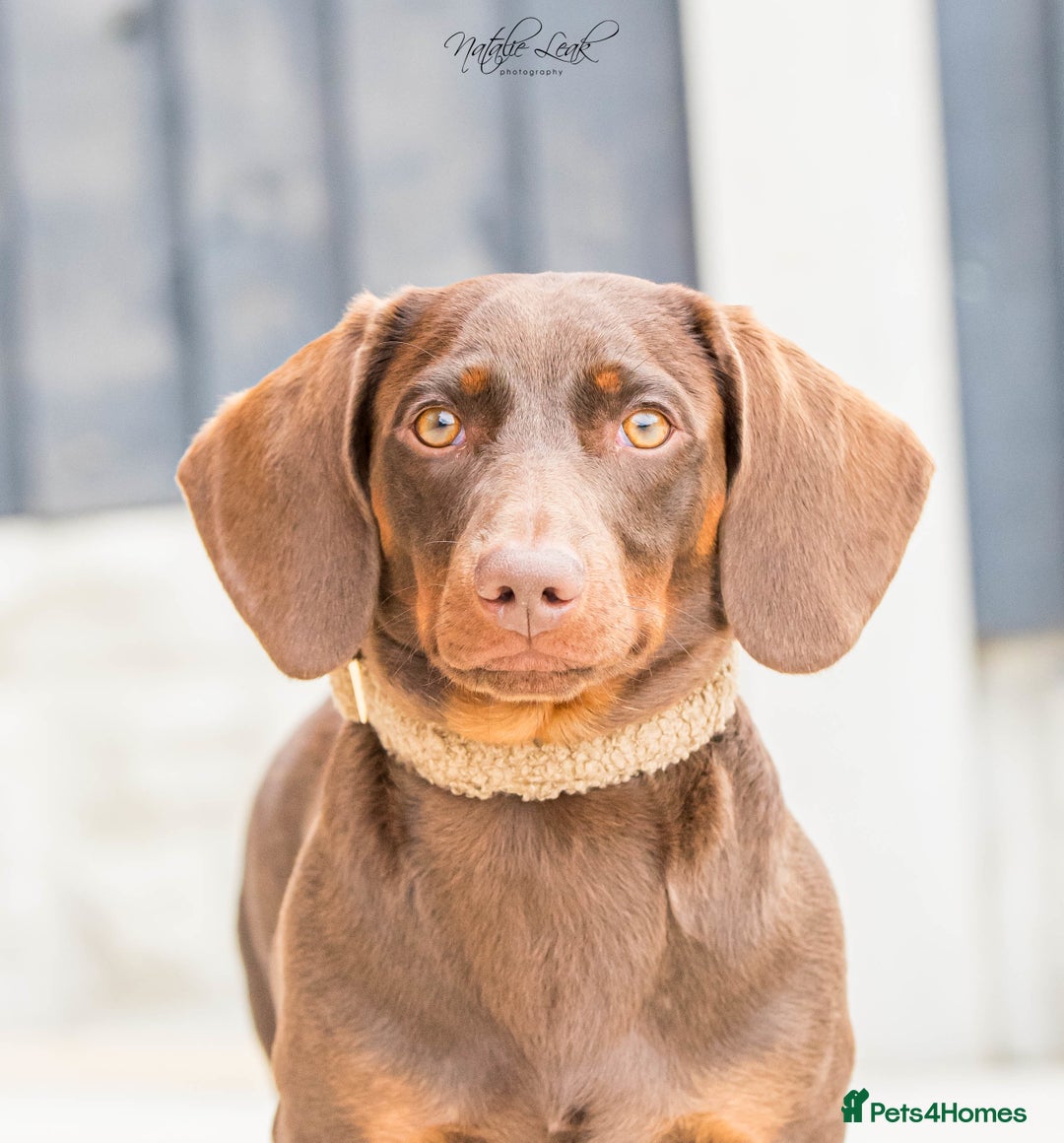 Dachshund dogs for stud: Isabella and tan miniature dapple  in Leeds - Image 13