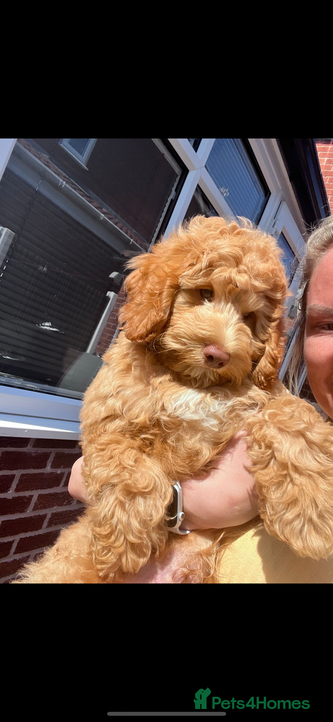 Miniature Poodle dogs for stud: Teddy KC Registered/Health tested Toy Stud in Wigan - Image 24