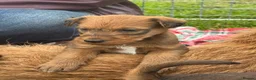Irish Terrier dogs for sale: KC Registered Irish Terrier puppies - Advert 6