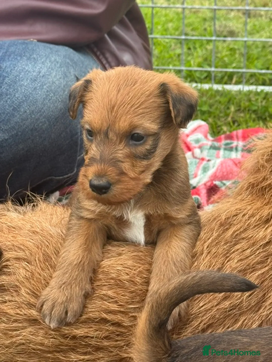 Irish Terrier dogs for sale: KC Registered Irish Terrier puppies - Advert 6