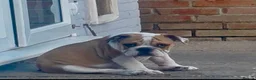 English Bulldog dogs for sale: kc reg red and white English bulldog - Advert 2