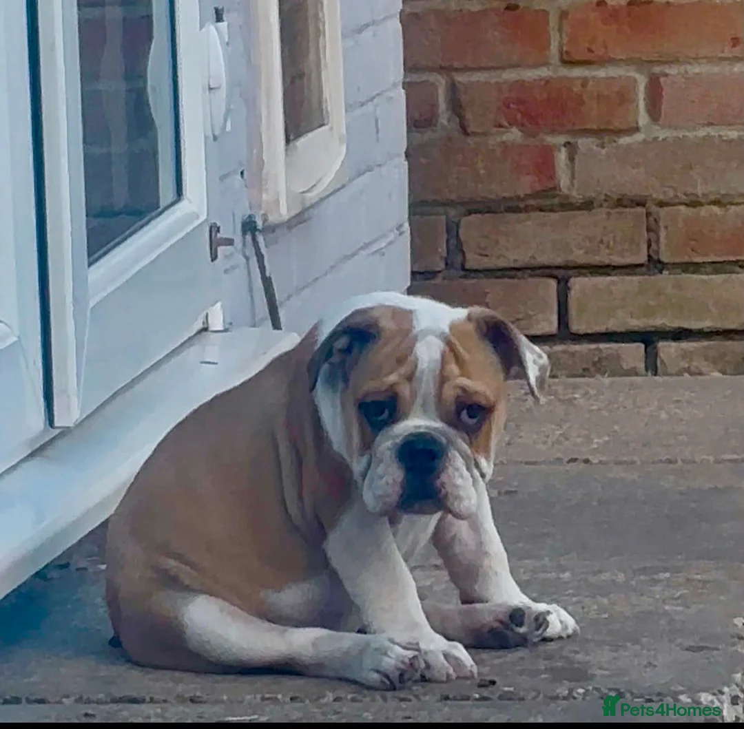 English Bulldog dogs for sale: kc reg red and white English bulldog - Advert 2
