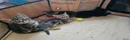 Mixed Breed cats for sale: Stunning Bombay Cross Kittens – Trained & Playful - Advert 13