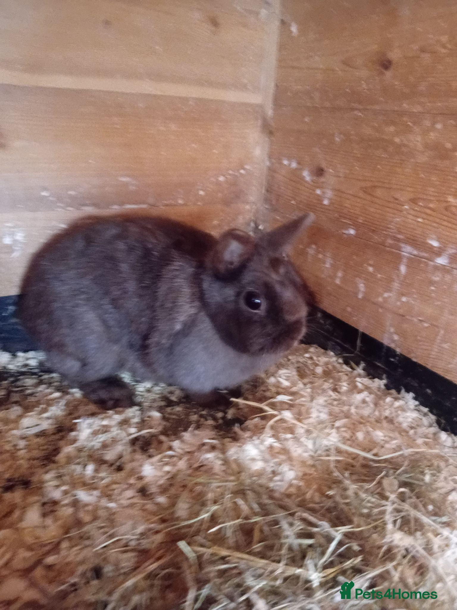 Netherland Dwarf rabbits Netherland dwarf female  - Advert 1