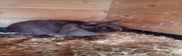 Netherland Dwarf rabbits for sale: Netherland dwarf female  - Advert 1