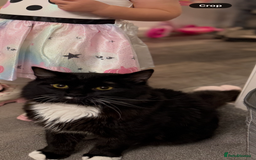 Ragdoll cats for sale: Kitten for sale - Advert 1