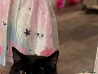 Ragdoll cats Kitten for sale - Advert 1