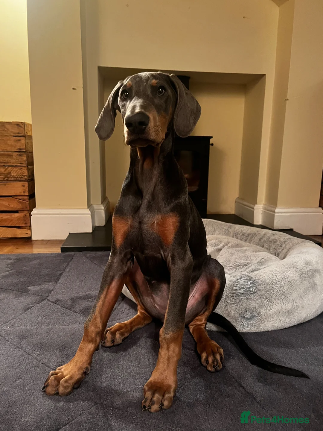 Dobermann dogs for sale: 9 month old female blue Doberman  - Advert 20
