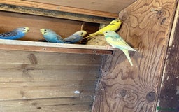 Budgerigars birds for sale: Baby budgies - Image 4