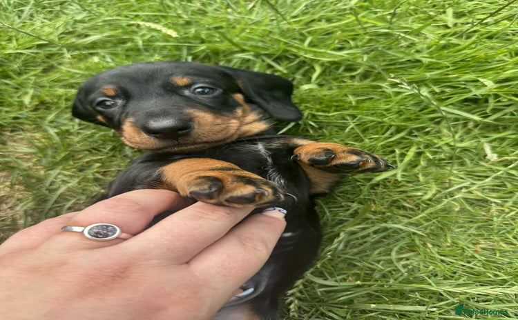 Dachshund dogs in Stafford - Advert 2