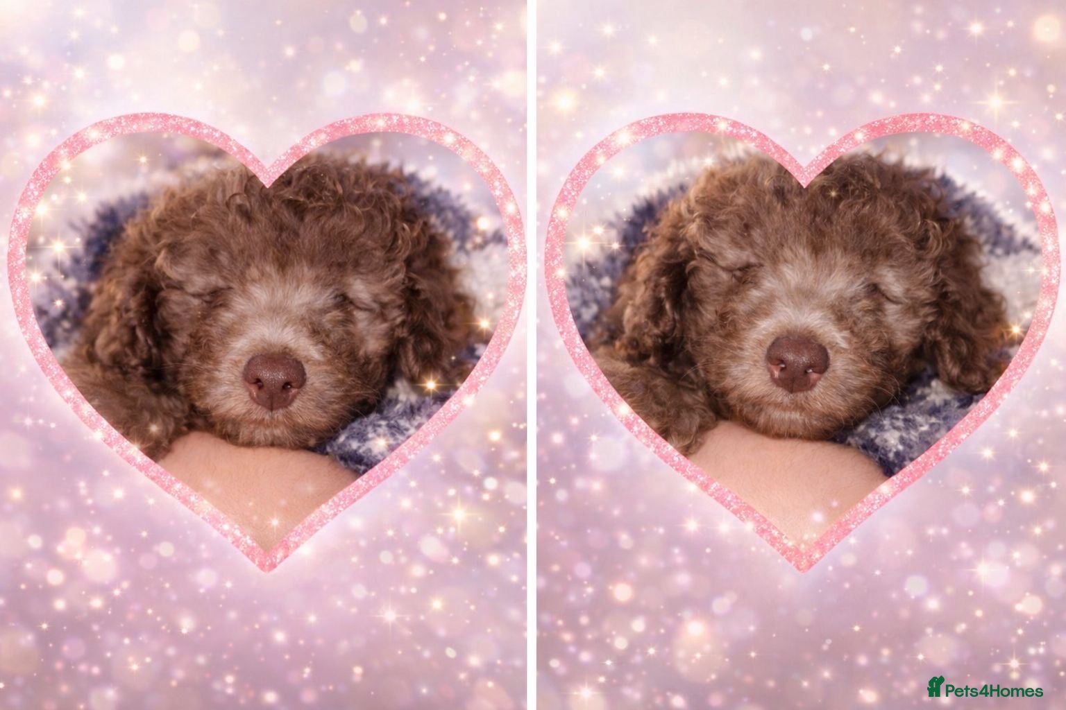 Cavapoo dogs Rare chocolate gems the ultimate cuddle buddy - Advert 15