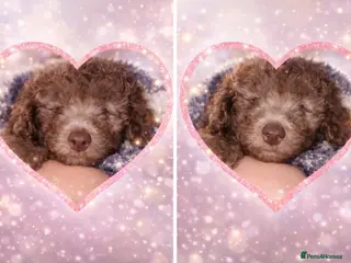 Cavapoo dogs Rare chocolate gems the ultimate cuddle buddy - Advert 15