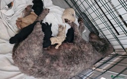 Standard Poodle dogs for sale: Stunning 5* Standard chunky poodle puppies 🐶  - Image 36