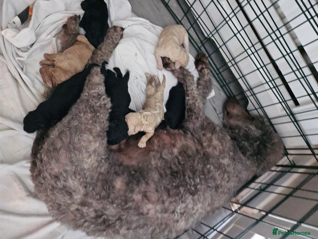 Standard Poodle dogs for sale: Stunning 5* Standard chunky poodle puppies 🐶  - Image 36
