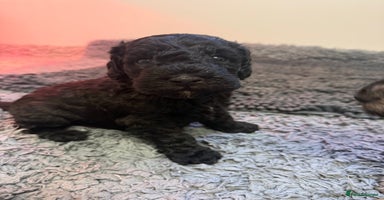 Sproodle dogs - Advert 7