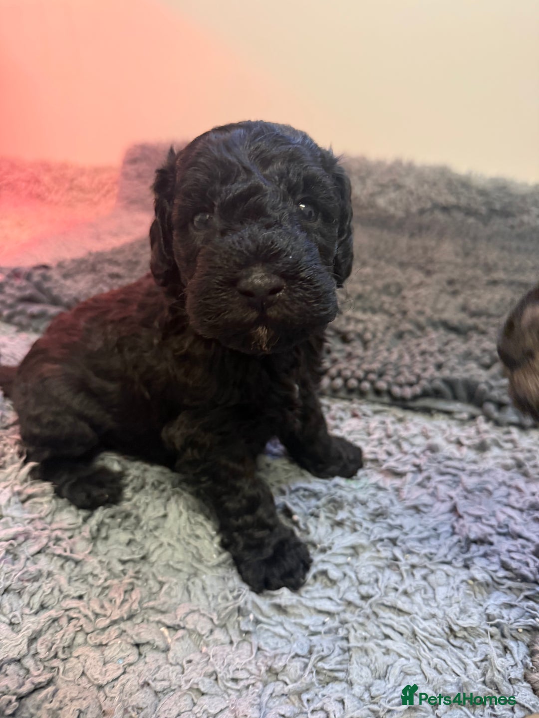 Sproodle dogs for sale: F2b Sproodle Puppies 2 boys and 1 girl remaining - Advert 8