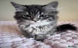 Maine Coon cats for sale: Maine Coon Kitten  - Image 2