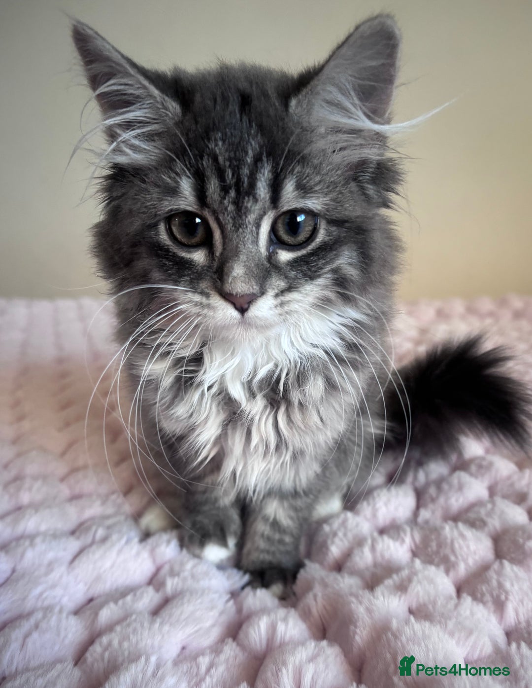 Maine Coon cats for sale: Maine Coon Kitten  - Image 2