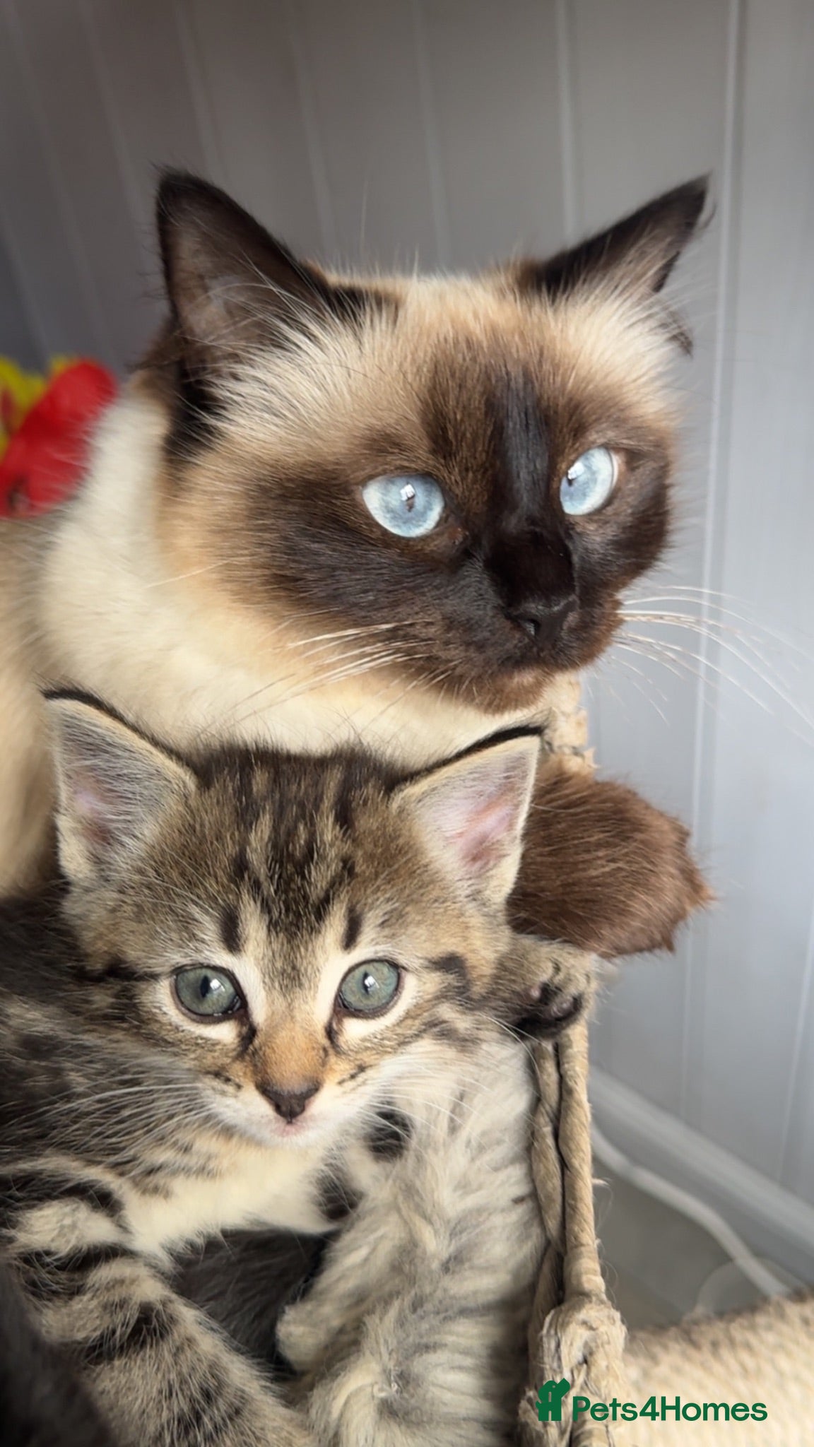 Mixed Breed cats Ragdoll cross  - Advert 1