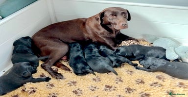 Labrador Retriever dogs - Advert 14