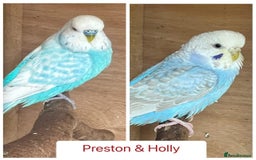 Budgerigars birds for sale: Hand Tame Budgie Chicks Ready early December  - Image 5