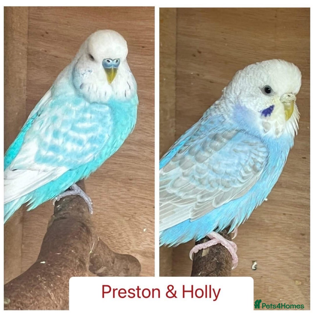 Budgerigars birds for sale: Hand Tame Budgie Chicks Ready early December  - Image 5