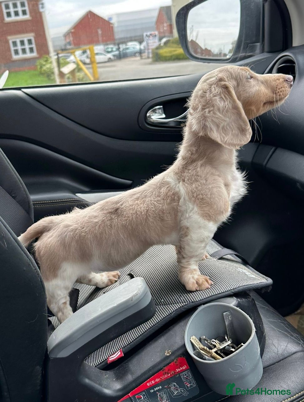 Miniature Dachshund dogs Mini dachshund dapple Isabela+tan piebald  - Advert 2