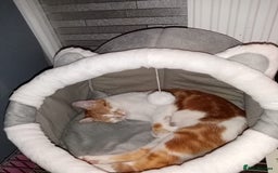 European cats for sale: LULU  - Image 3