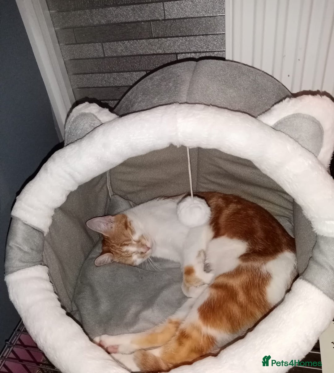 European cats for sale: LULU  - Image 3