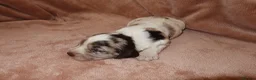 Cocker Spaniel dogs for sale: Working cocker spaniel puppies  - Advert 33