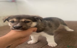 Huskita dogs for sale: akkita mix hussky - Image 8