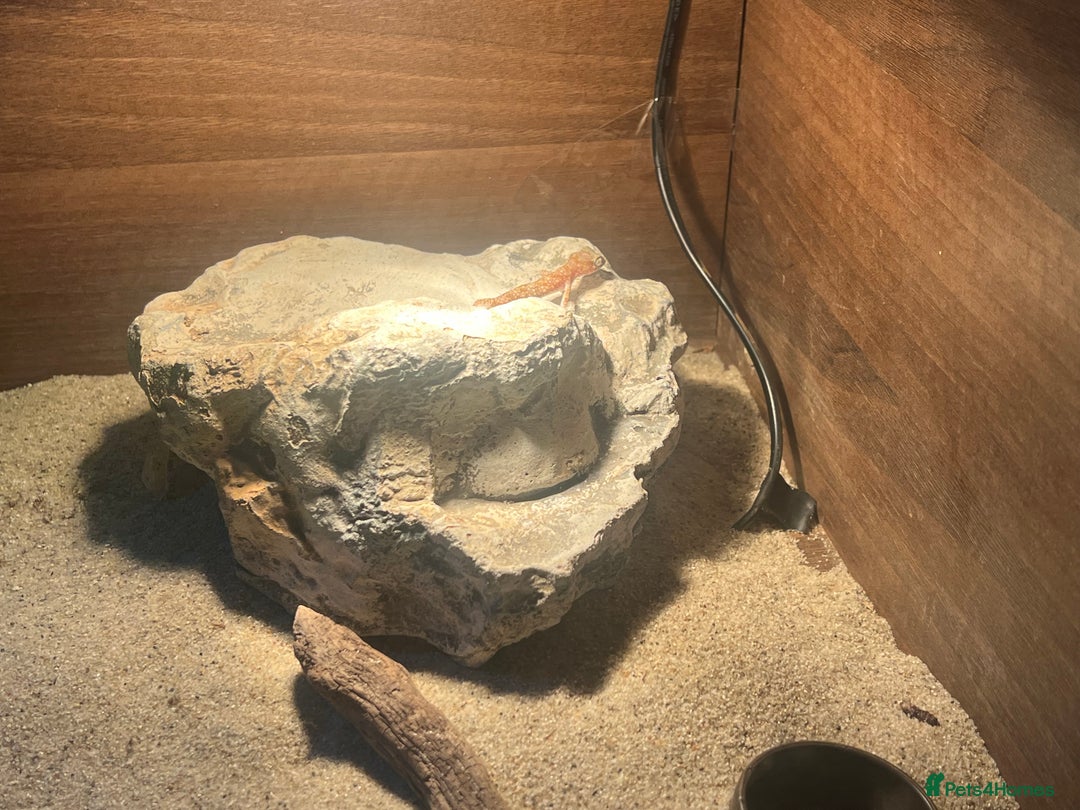 Gecko reptiles for sale: 2 x sand gecko and set up - Image 5