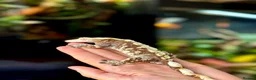 Gecko reptiles for sale: ❗️Crested Gecko & Setup❗️ in Cradley Heath - Advert 4