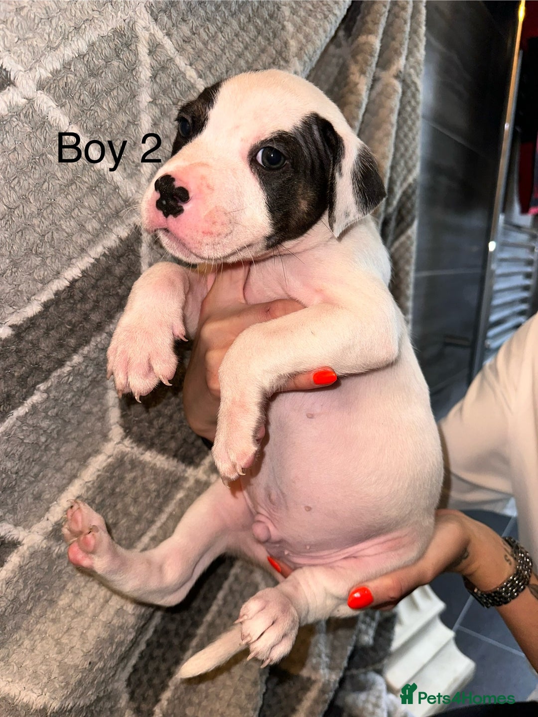 Mixed Breed dogs for sale: American bulldog x staffy 🐶 - Image 8